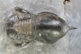 Pelagic Trilobite (Cyclopyge) Fossil - Huge Eyes #316659-2